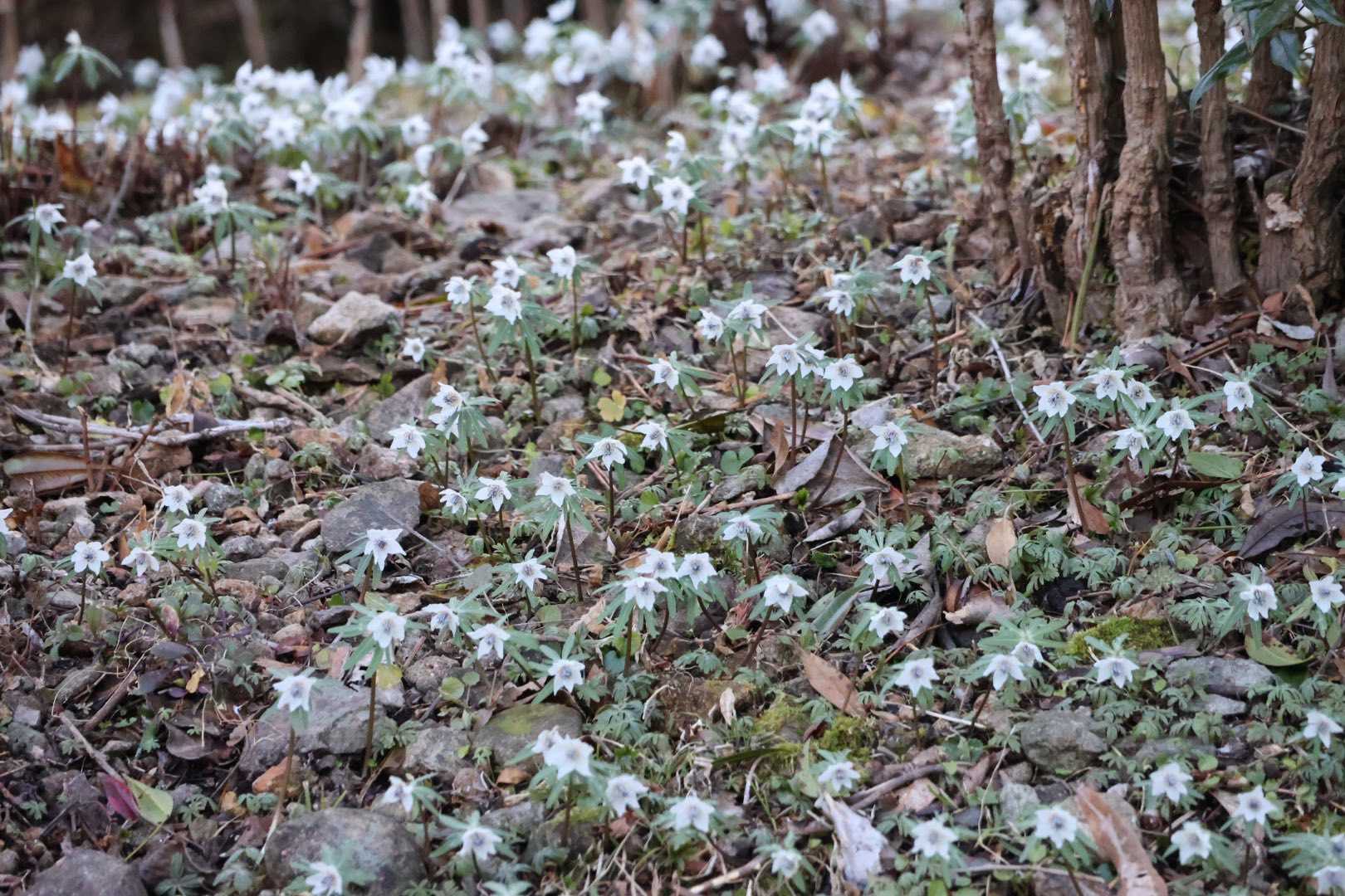 醍醐山と下部（しもべ）温泉