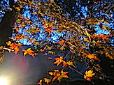 IMG_3245.JPG