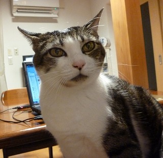 P1110941-ass.jpg
