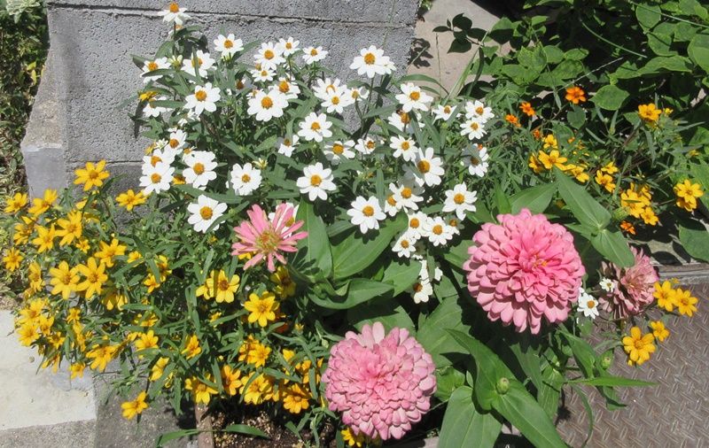 夏にはぴったり ジニアの種類と育て方 哀れなツタ屋敷 狭い庭を花いっぱいにする育て方 楽天ブログ