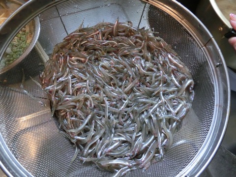 2014年いかなご生