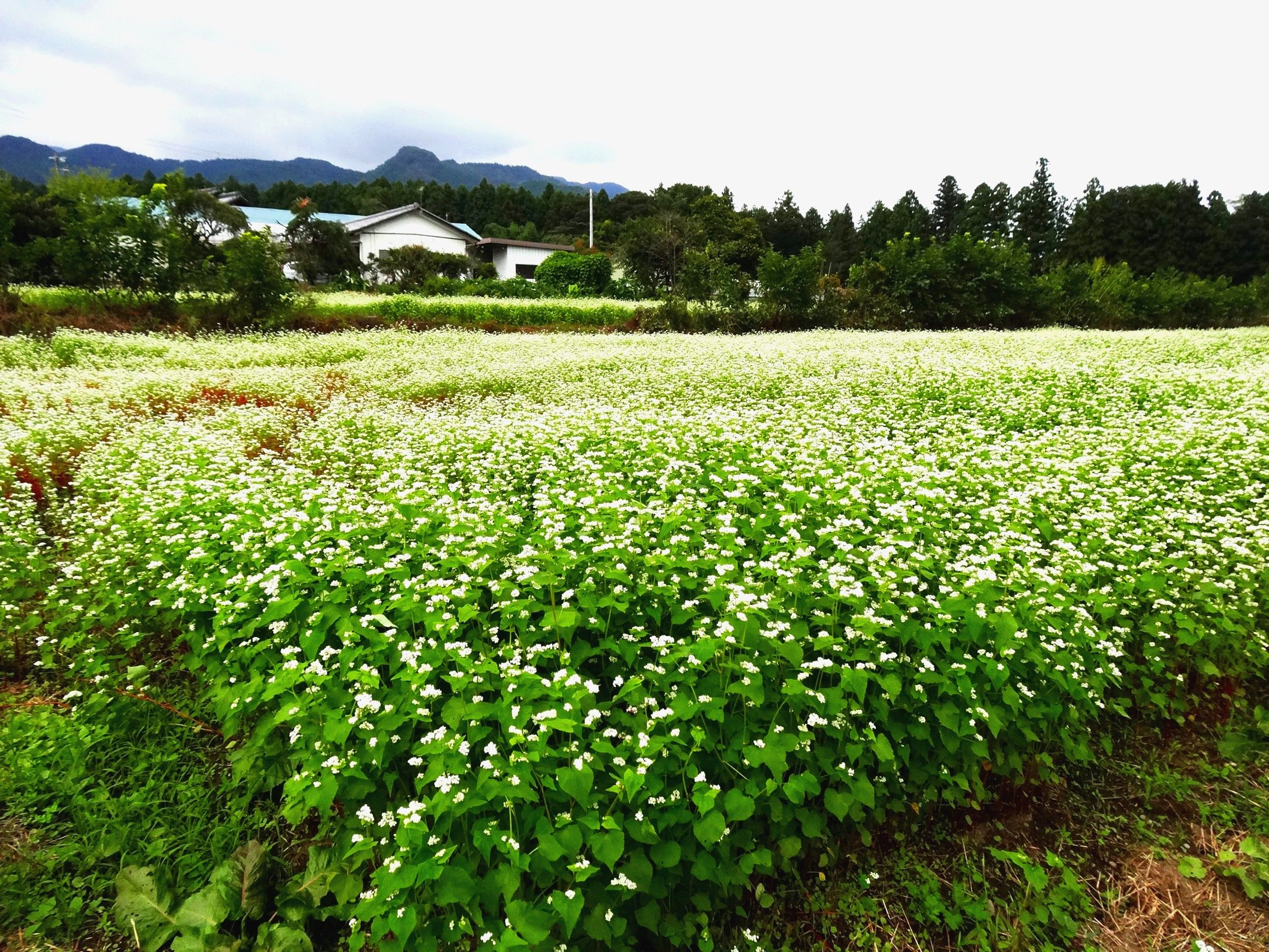 鉄道最高地点のあるｊｒ野辺山駅 山と星空と小型車でサイクリング 楽天ブログ