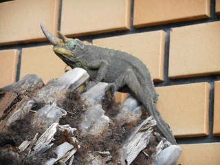 カメレオン.jpg
