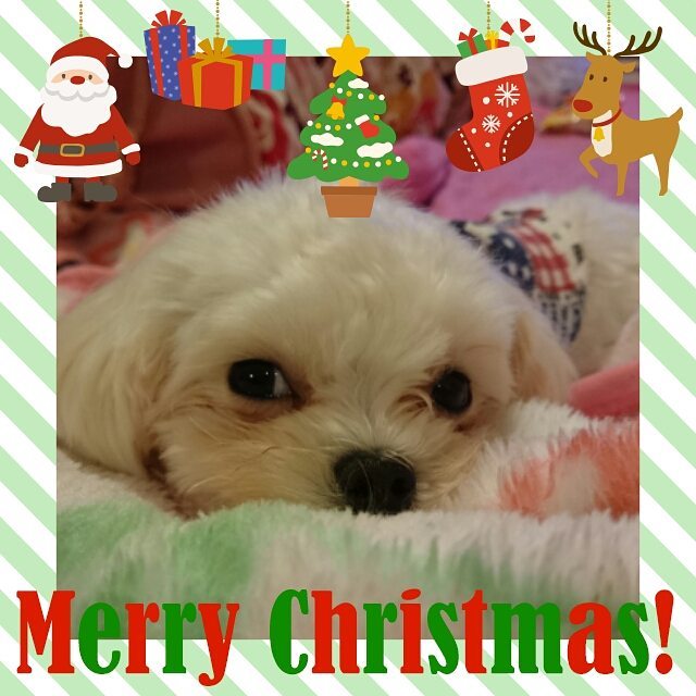 fb2016クリスマス_中磨 友佳理さん