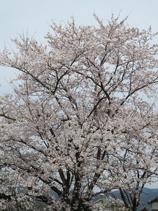 2015桜公園