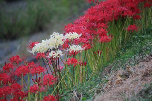 曼珠沙華