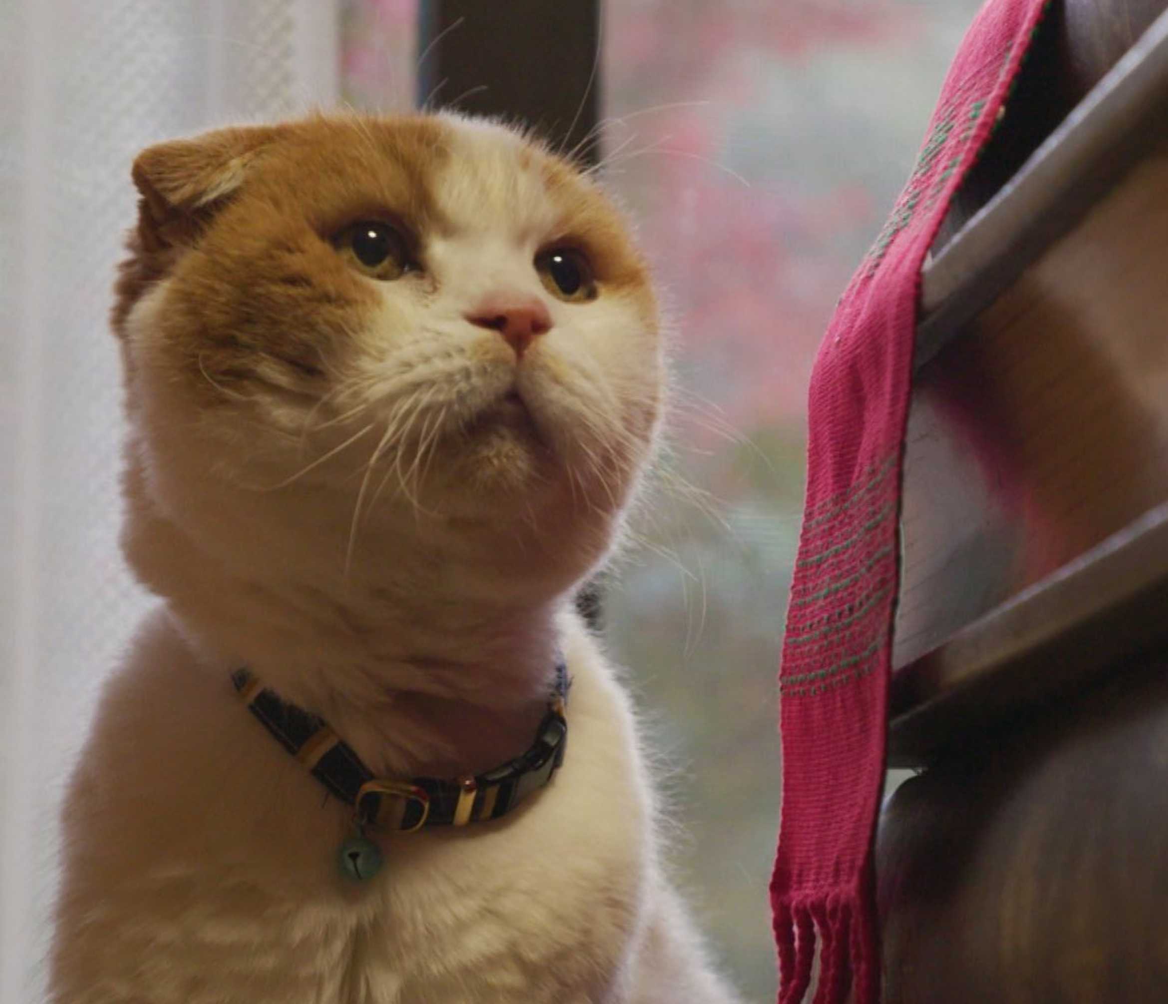 ときどき まる 先生 養老