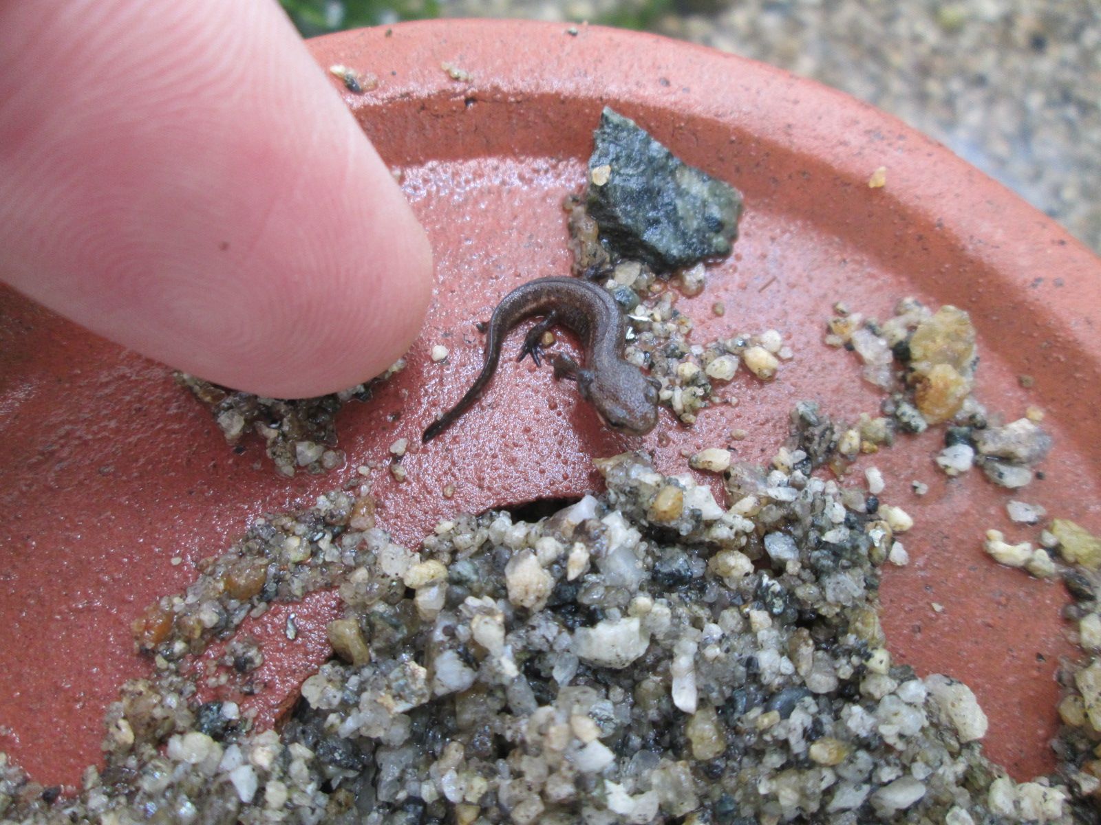 イモリ飼育 宇祖八幡のブログ 楽天ブログ