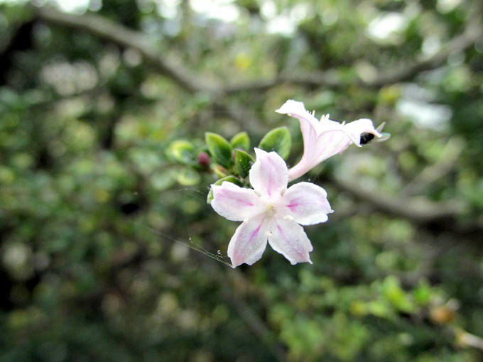 ハクチョウゲ（白丁花）