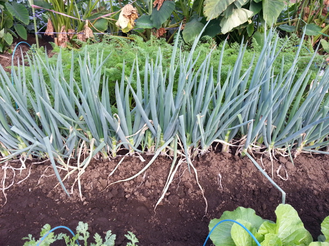 20151021ネギ畑.jpg