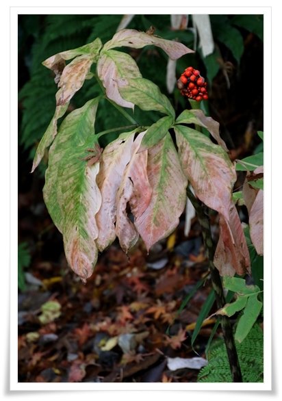 卯辰山三社-6 マムシグサ 15.11.16