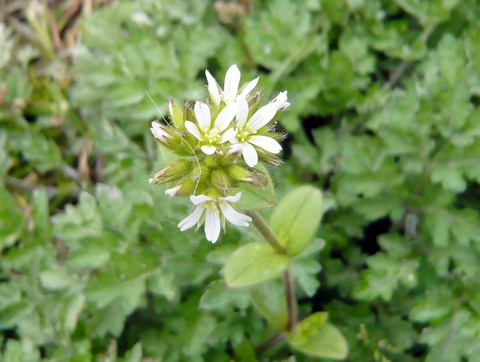 ノミノツヅリの花