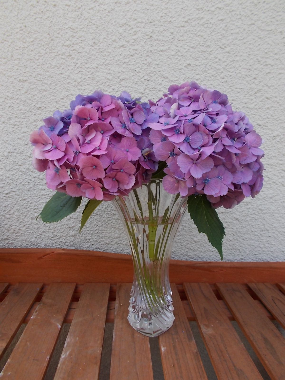 見劣りしてきたアジサイを花瓶に生けました バラを咲かせることが好き 楽天ブログ