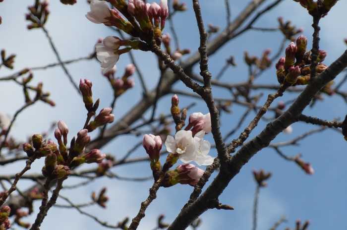 春らしくなった庭 黄モッコウバラに虫 バラの香る庭へようこそ 楽天ブログ