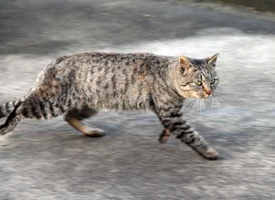 我が家のニャンコ♪2013/2/22-3