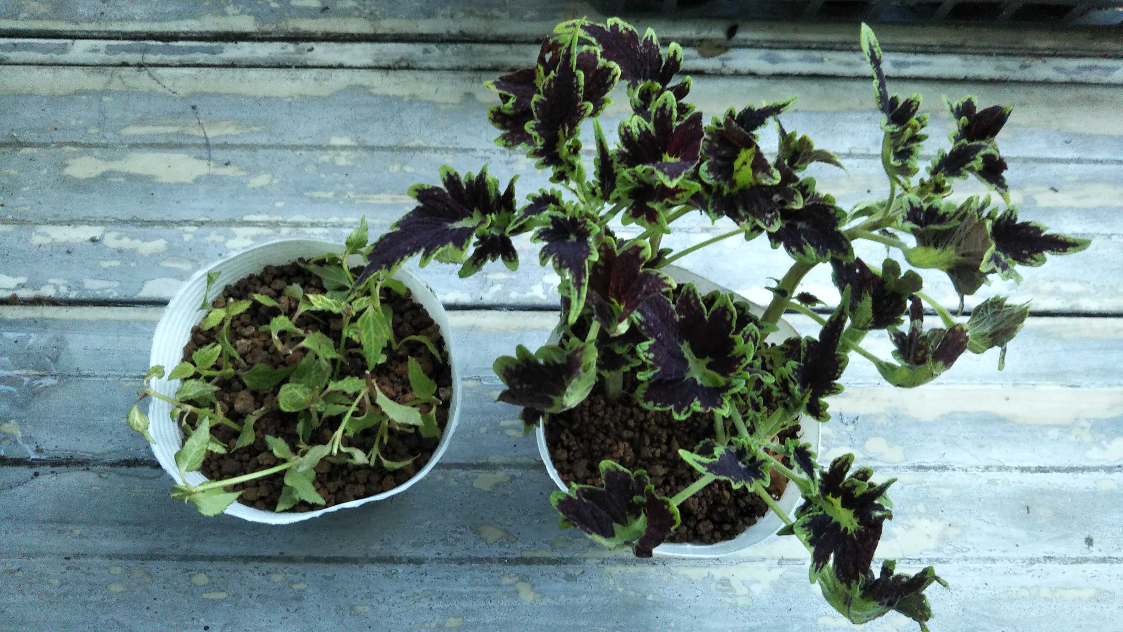 青のリトルコニー植え付け コリウスとバリエガータの挿し芽冬越し シェードガーデンと猫 楽天ブログ