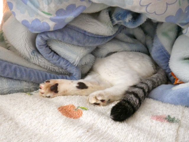 頭隠して尻隠さず