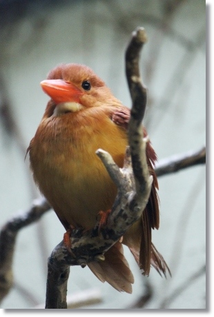 東京旅行-73 アカショウビン-2 13.10.5