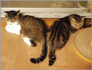 呼ばれて振り向く２匹