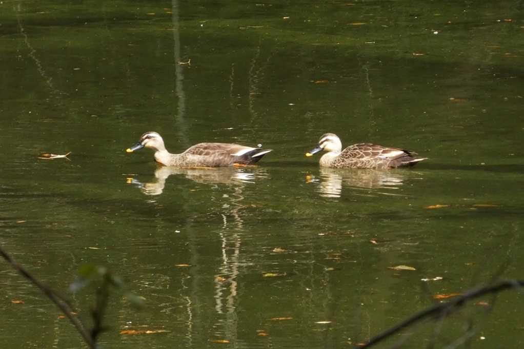 515