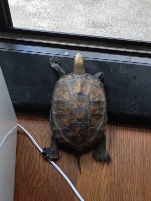 これもdiy カメさんの暑さ対策 里山の鷹子の日記 楽天ブログ これもdiy カメさんの暑さ対策 里山の鷹子の日記 楽天ブログ