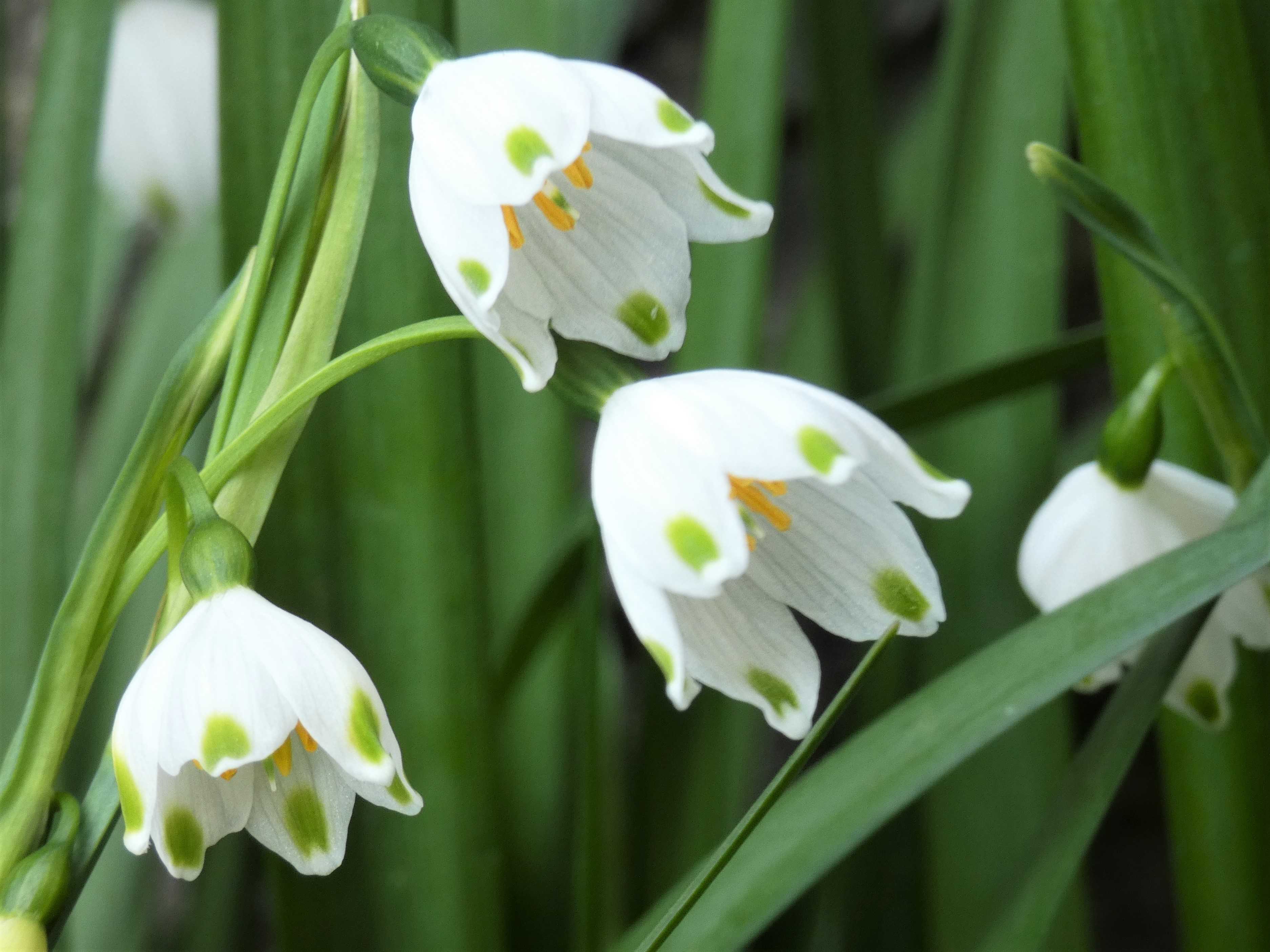 鈴蘭水仙 春の小川の花鳥日記 楽天ブログ