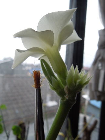 エブレネウム種5-3