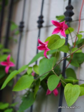 クレマチス プリンセス ダイアナの二番花と窓辺の赤いゼラニウムとローズマリーの香り ゆずの小さな庭便り 楽天ブログ