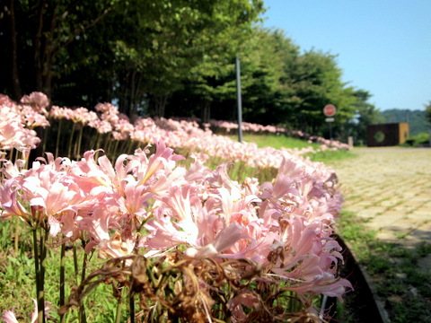 左中奥に向かう花