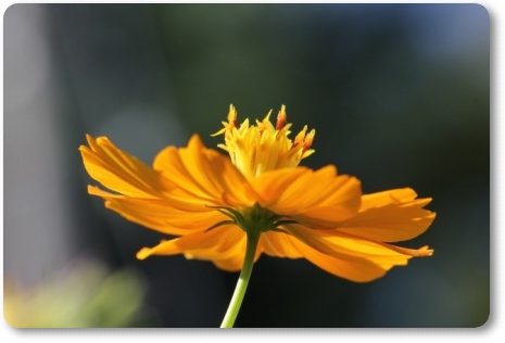 キバナコスモス-11 13.9.18