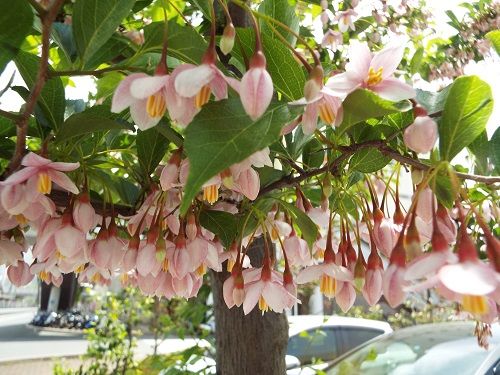 エゴノキ ピンク色の花が鈴生り咲いていた 気ままな生活 楽天ブログ