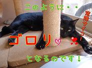 ゴロリ.JPG