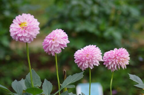 神代植物公園のダリア