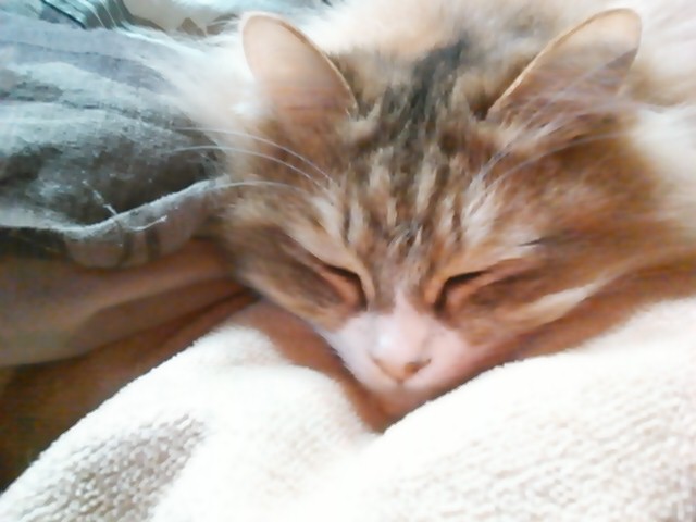 サクラ　お休み