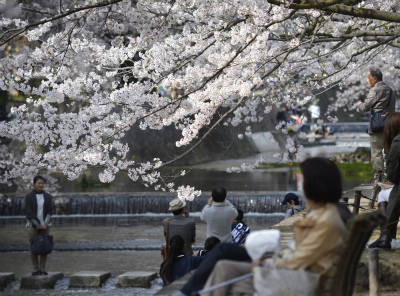 夙川桜2