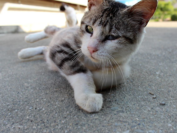 我が家のニャンコ♪2014/05/10-3