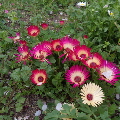 公園のお花達１