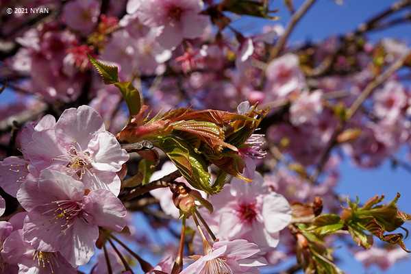 カワヅザクラ（河津桜、バラ科）