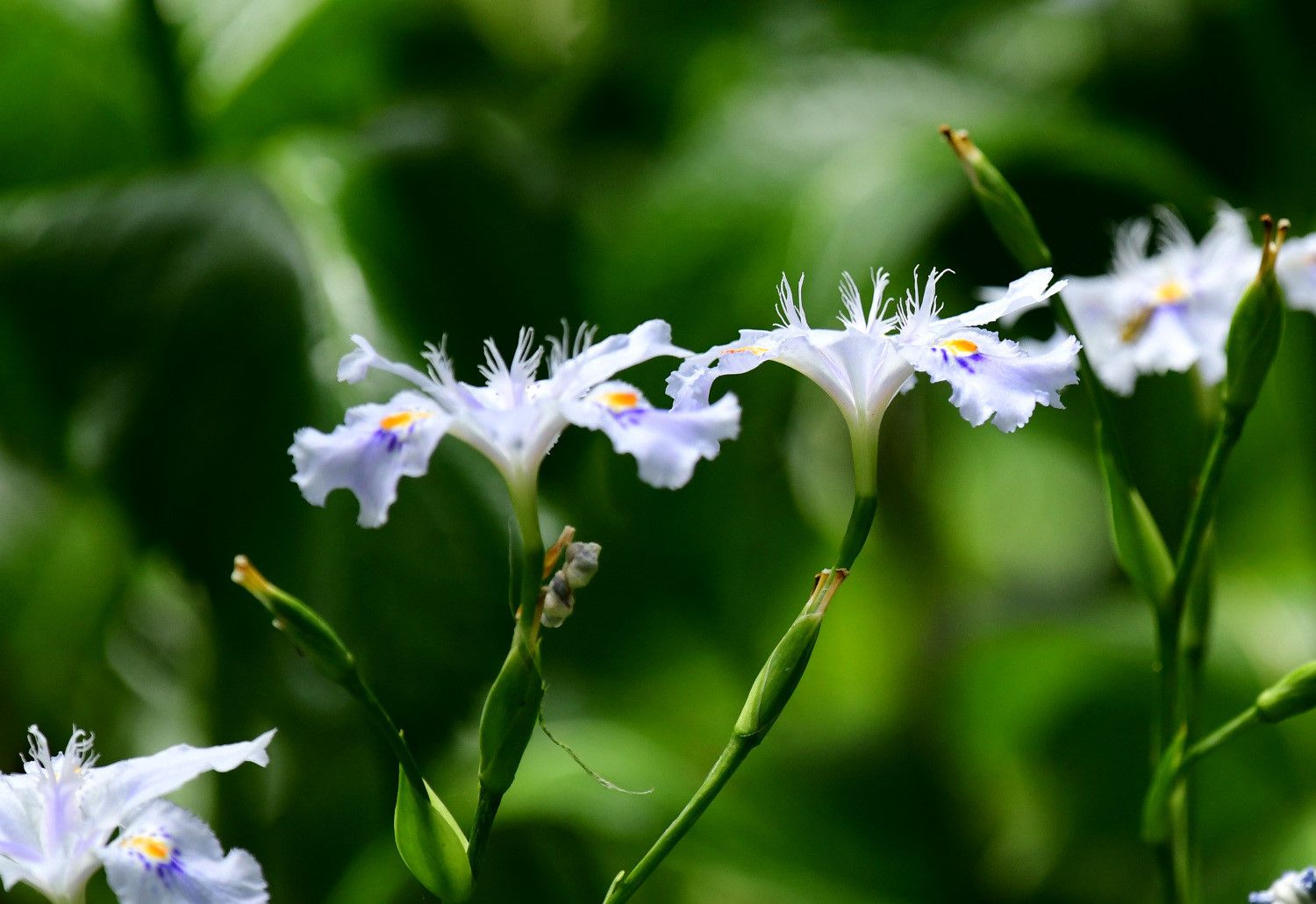 シャガとエゴ 南風のメッセージ 楽天ブログ