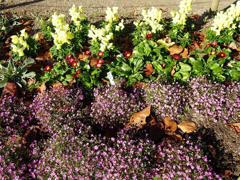 12月17日 12月の花 その３ Gazengamaのブログ 散歩中に出合った花と趣味の陶芸作品 楽天ブログ