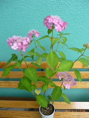 ピンク紫陽花２