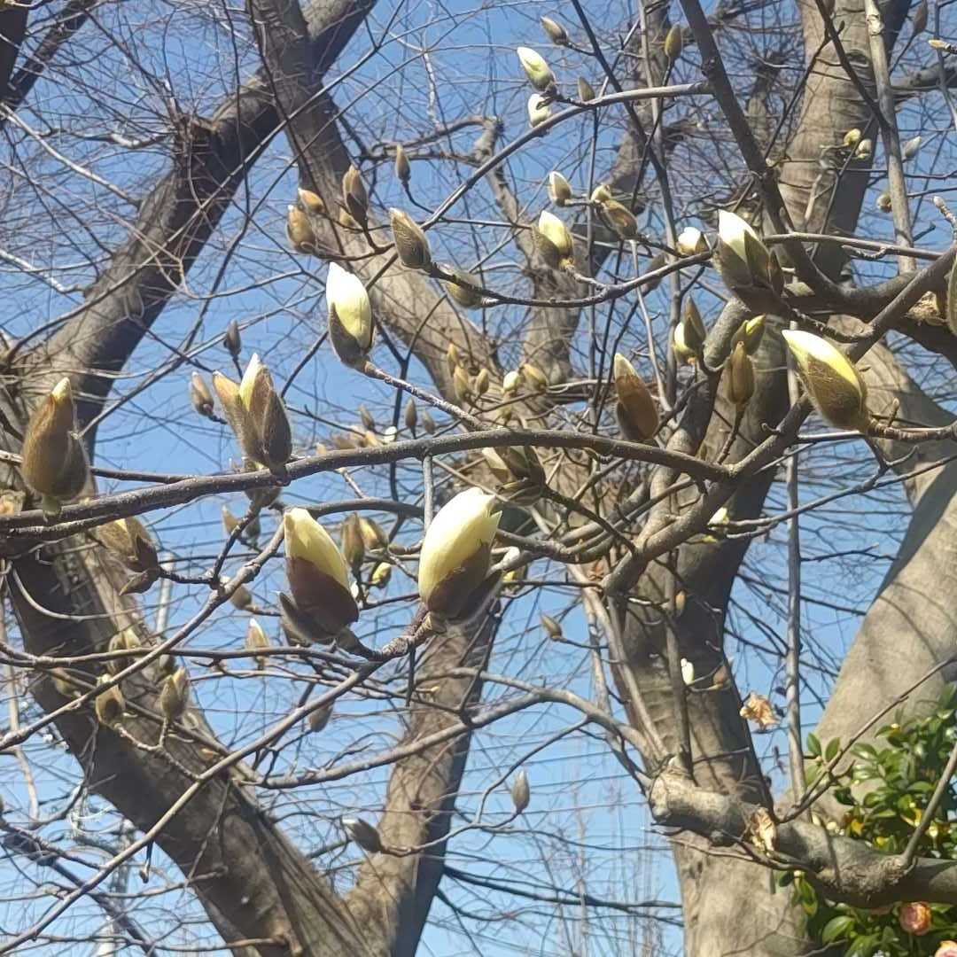 2024春のお花見散歩_