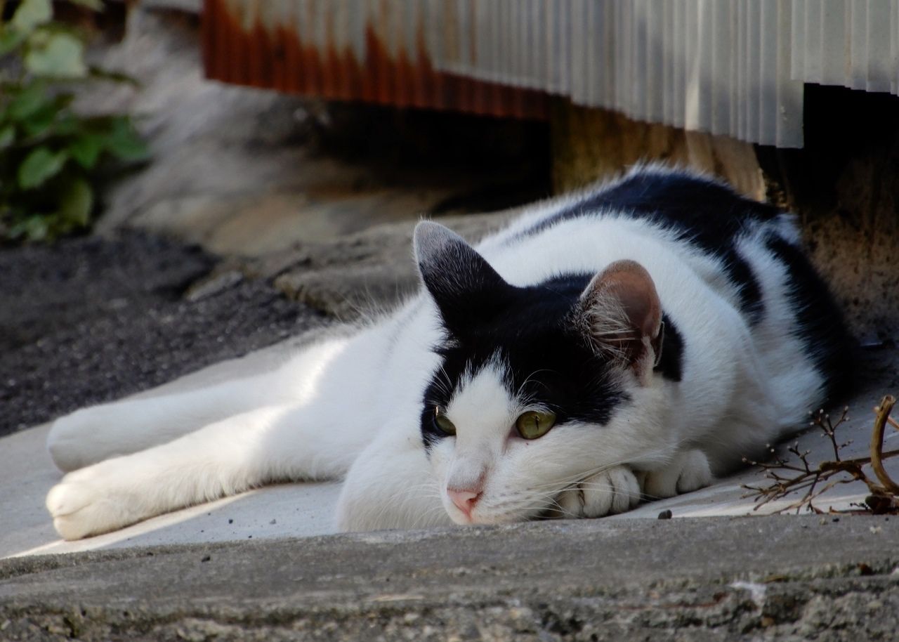 梅雨の中休みの猫たちの様子は の巻 人さまのネコ 楽天ブログ