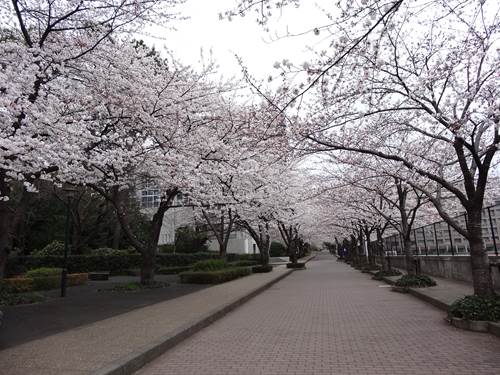 DSC00828_R.JPG