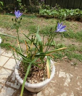 ブローディアの開花 アガパンサスの蕾 紫のクロッカスの球根の掘り上げ のんびりガーデニング 楽天ブログ