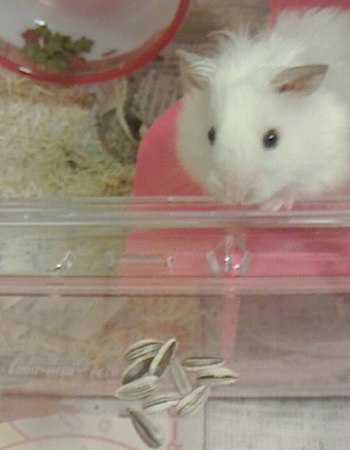 プーのオレ様日記　２