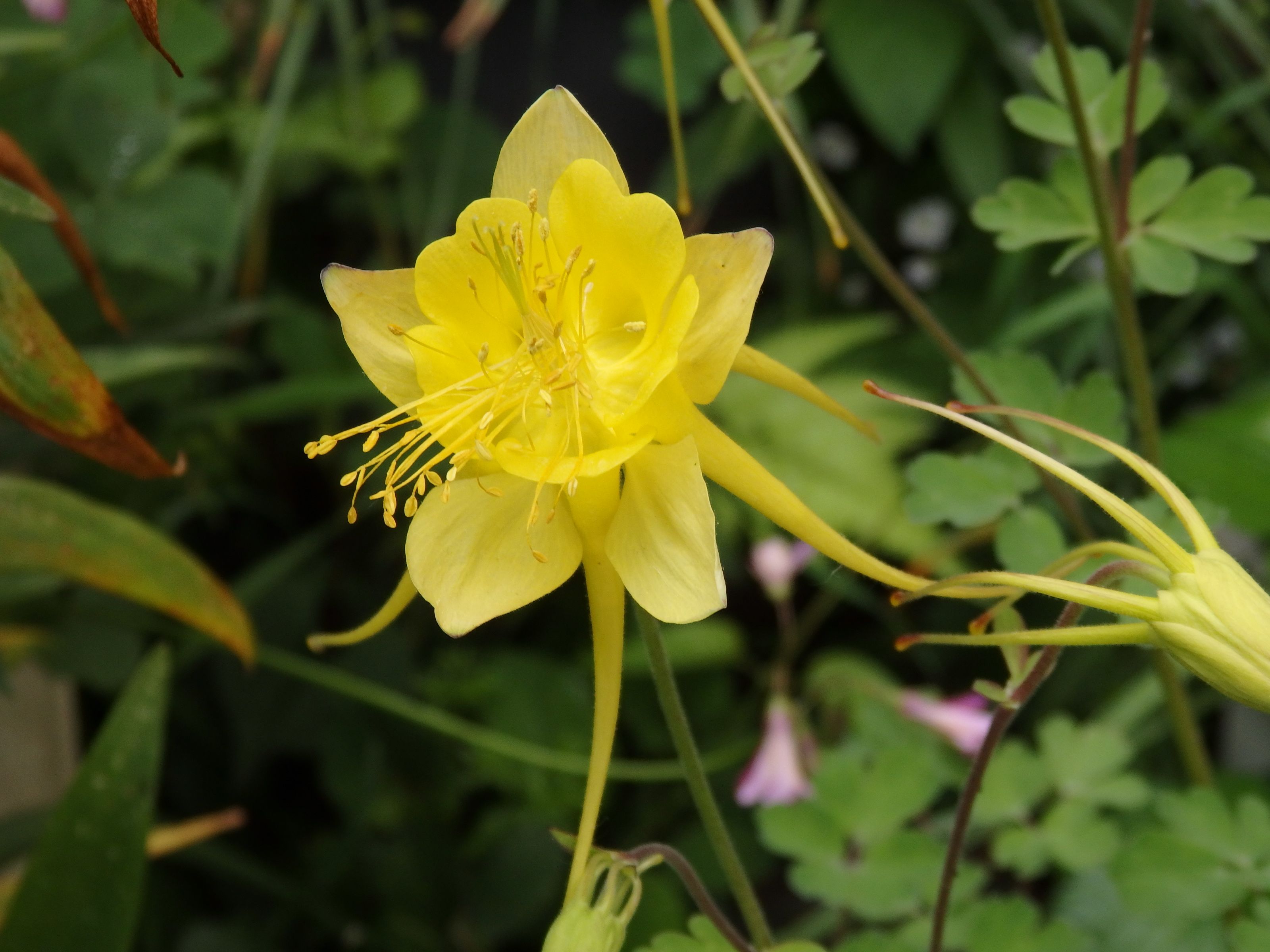 ５月の黄色のお花たち Kimi Teaの花日記 楽天ブログ