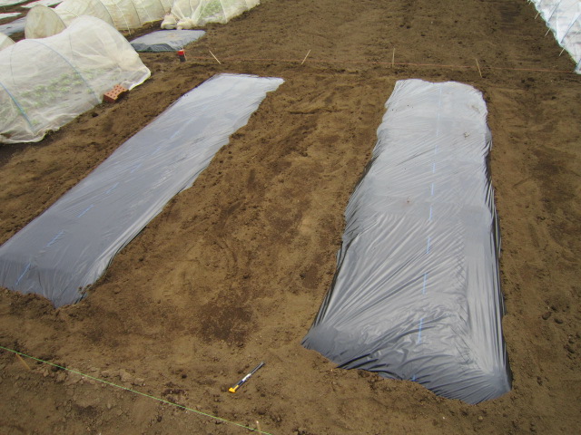 20120413とまとナス畑準備.jpg