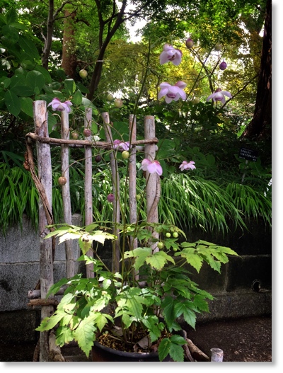 レンゲショウマ