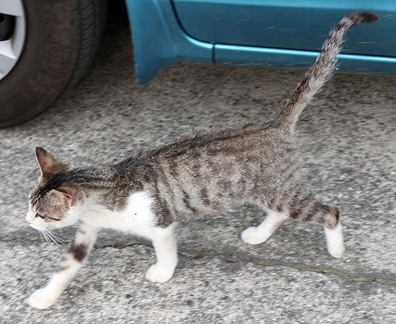 我が家のニャンコ♪2014/06/6-2